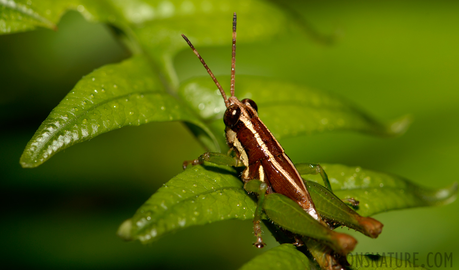 Leptomerinthoprora brevipennis [105 mm, 1/60 sec at f / 10, ISO 100]